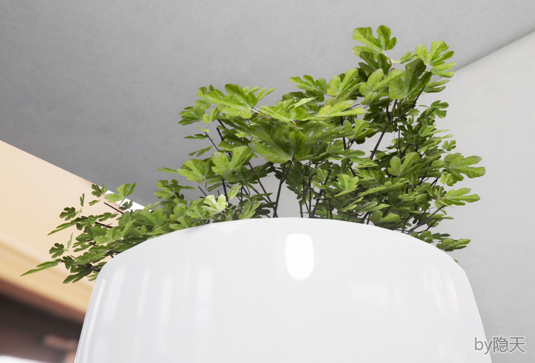 植物叶子 (2).jpg
