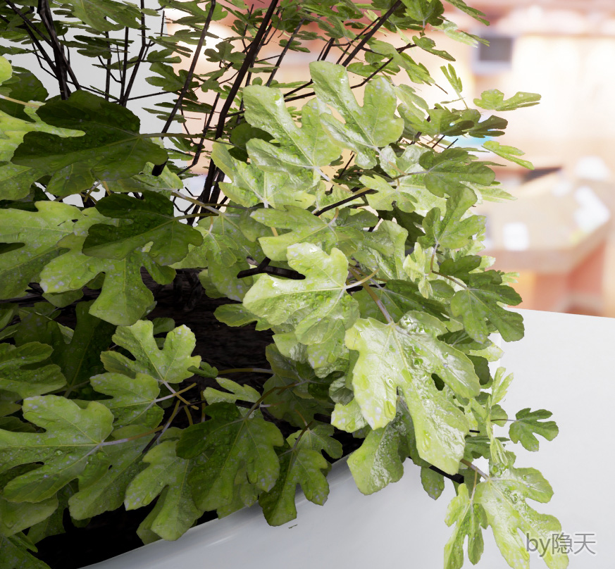 植物叶子 (3).jpg