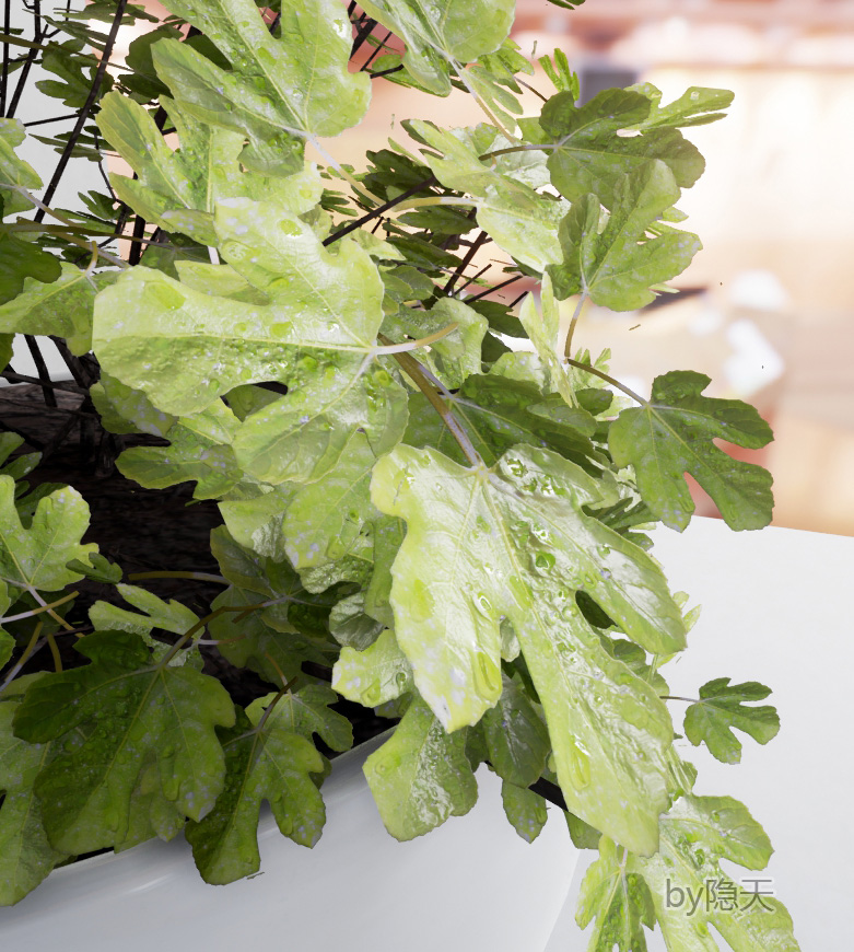 植物叶子 (4).jpg