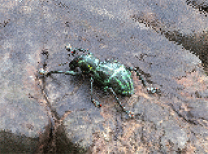 weevil-progressive.gif