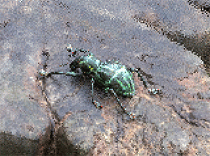 weevil-no-progressive.gif