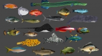 22款海洋鱼类带骨骼带动画3D模型
